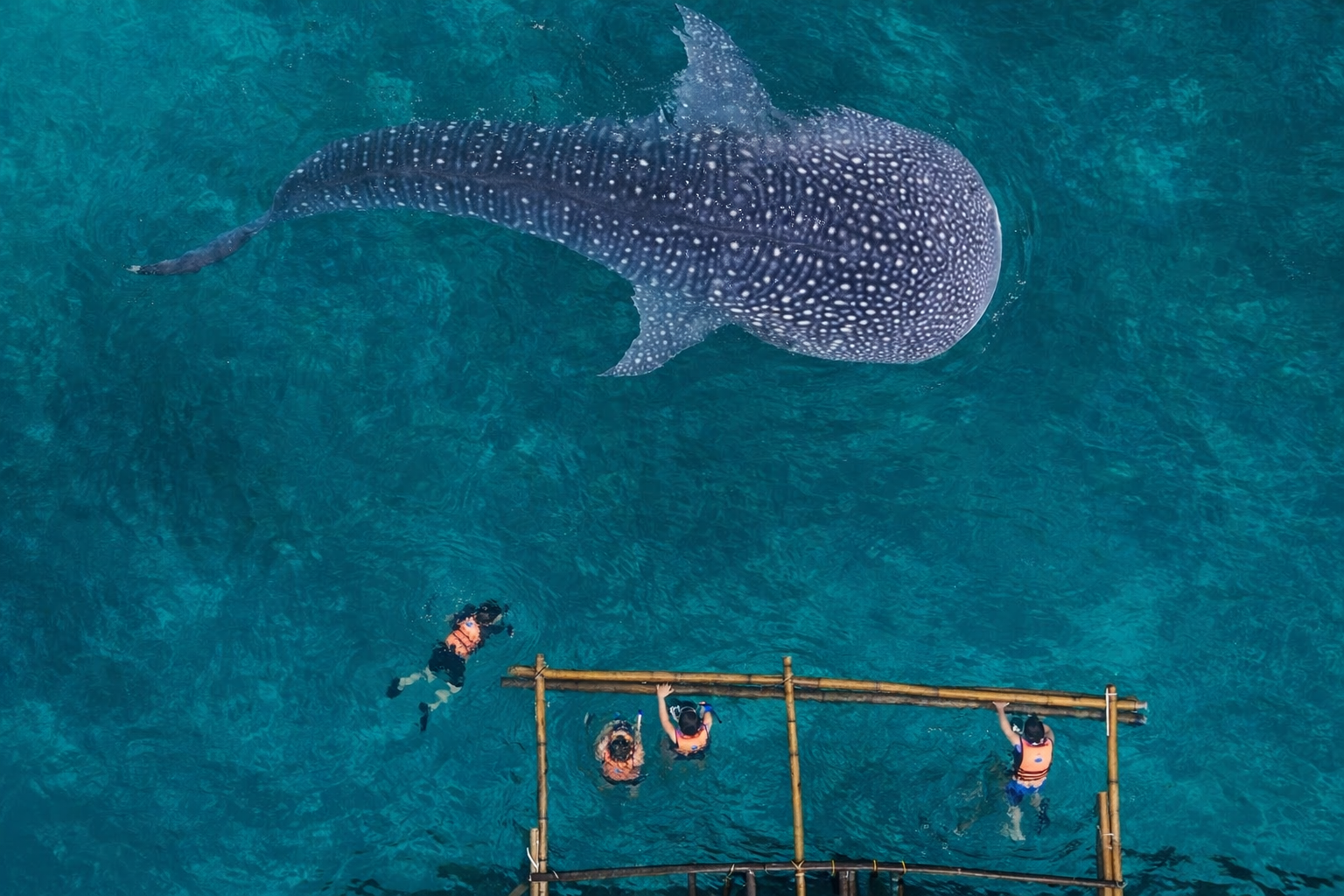 Oslob Whale Shark Watching